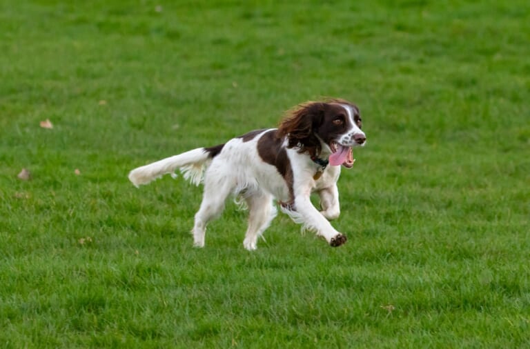 The 7 Most Unusual Habits of English Springer Spaniels