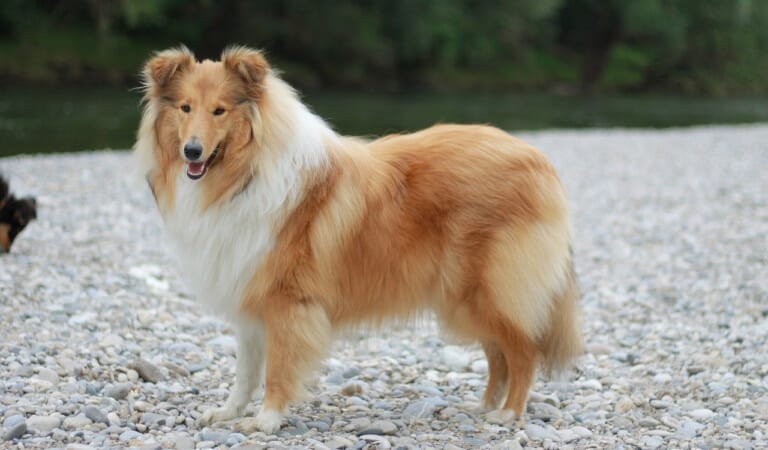 The 7 Most Unusual Habits of Collies