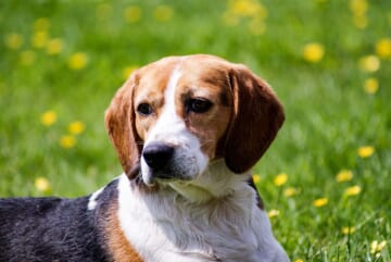 The 6 Most Unique Qualities of Beagles