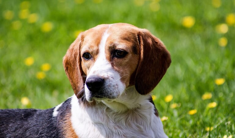 The 6 Most Unique Qualities of Beagles