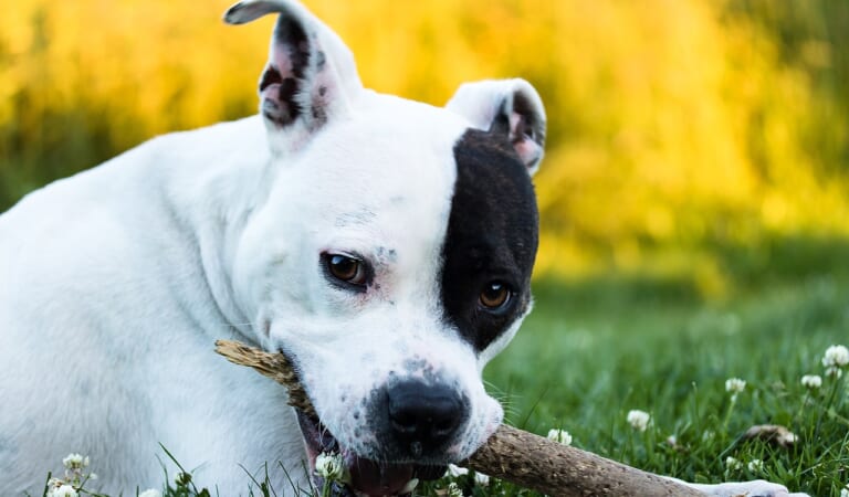 The 6 Most Unique Qualities of American Staffordshire Terriers