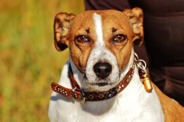 The 6 Most Unique Qualities of Jack Russells
