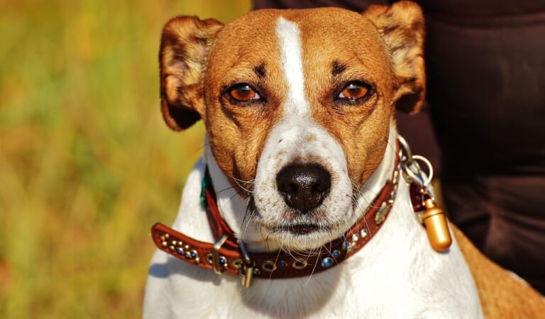 The 6 Most Unique Qualities of Jack Russells