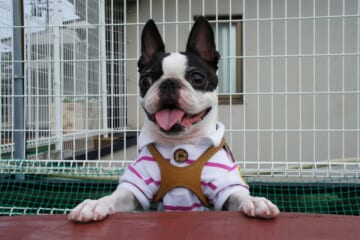 The 6 Most Unique Qualities of Boston Terriers