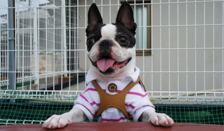 The 6 Most Unique Qualities of Boston Terriers
