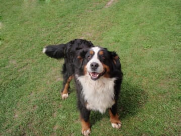 The 7 Most Unusual Habits of Bernese Mountain Dogs