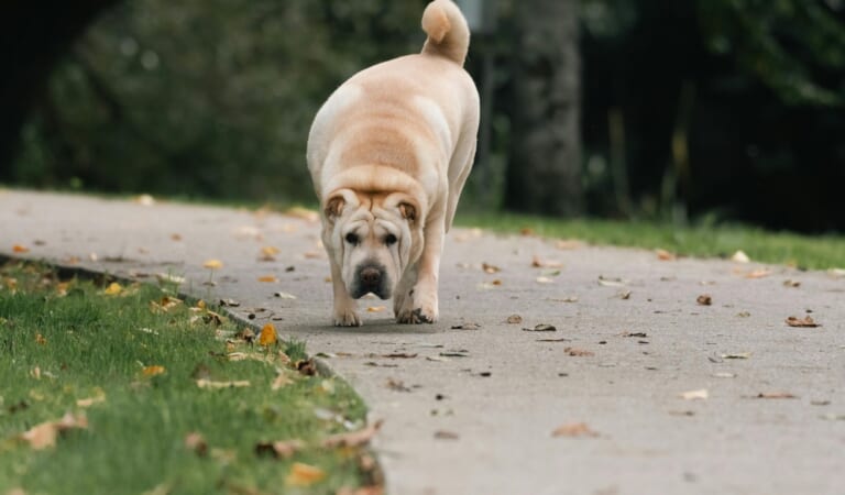 The 7 Most Unusual Habits of Shar Peis