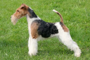 Male & Female Wirehaired Fox Terrier Weights & Heights by Age