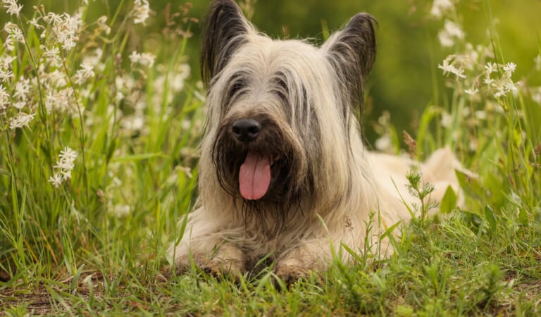 Male & Female Skye Terrier Weights & Heights by Age