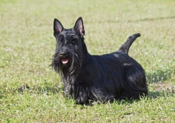 Male & Female Scottish Terrier Weights & Heights by Age