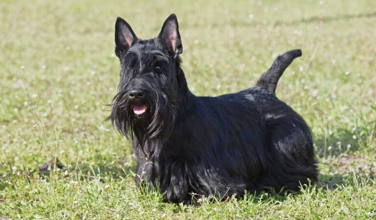 Male & Female Scottish Terrier Weights & Heights by Age