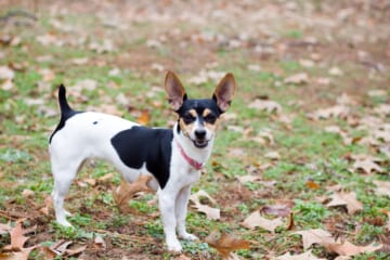 Male & Female Rat Terrier Weights & Heights by Age