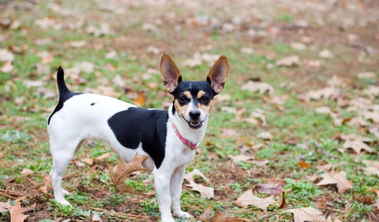 Male & Female Rat Terrier Weights & Heights by Age