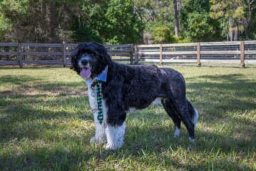 Male & Female Portuguese Water Dog Weights & Heights by Age