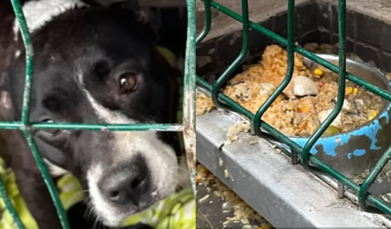 ‘Frightened’ Mama Dog Was Afraid For Her Babies So She Begged Humans To Rescue Them