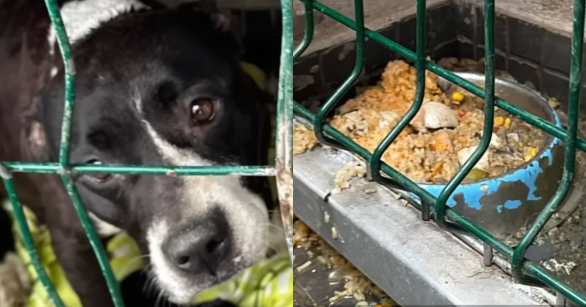 'Frightened' Mama Dog Was Afraid For Her Babies So She Begged Humans To Rescue Them