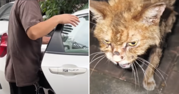 Emaciated Stray Cat Makes An 'Astonishing' Transformation After Being Rescued
