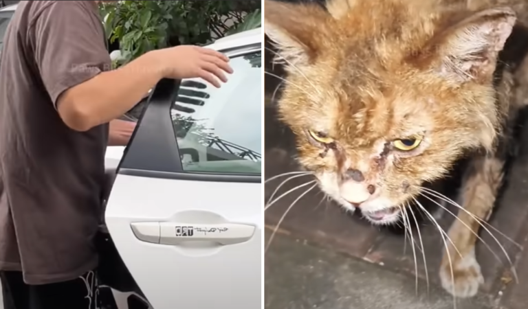 Emaciated Stray Cat Makes An ‘Astonishing’ Transformation After Being Rescued