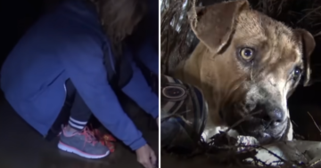 Homeless Pit Bull Welcomes Puppies During 'Epic' Rainstorm