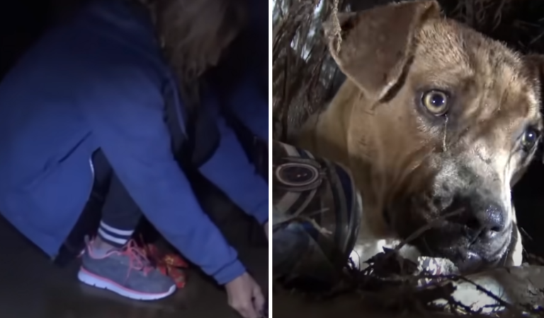 Homeless Pit Bull Welcomes Puppies During ‘Epic’ Rainstorm