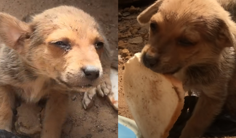 Puppy Carried A Slice of Bread And Knew That It Could Be His Last Meal