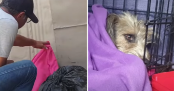 Abandoned Pooch Discovers True Family