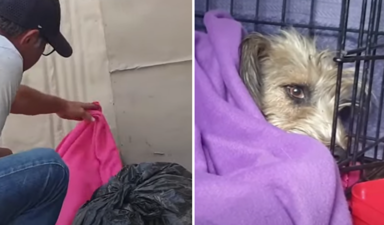 Abandoned Pooch Discovers True Family