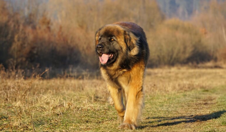 The 15 Most Majestic Dog Breeds On The Planet
