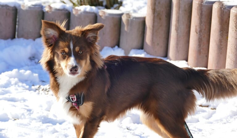 15 Most Skilled Escape Artist Dog Breeds