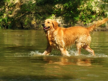 The 10 Most Enthusiastic Dog Breeds About Water