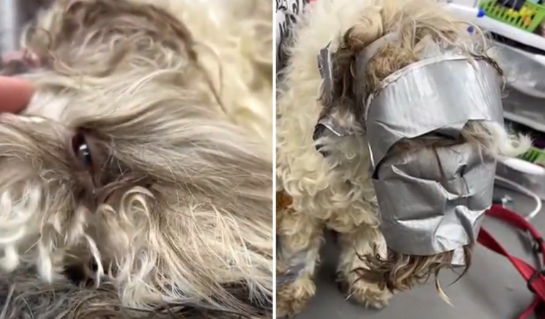 Dog Went Missing But Recently Found ‘Wrapped’ In Duct-Tape And Dumped Like Trash