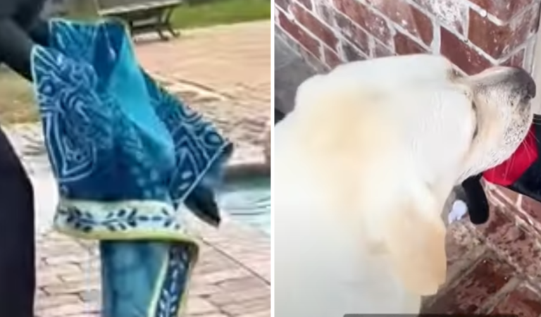 A Dog Mom’s Struggle with a Splash-Happy Pup