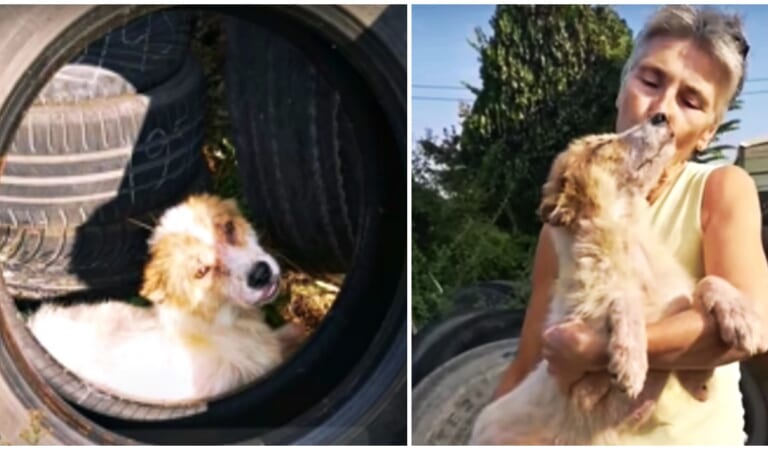 An Old Tire Was The Only Place The Dog Felt Safe ‘Til He Met Her Arms