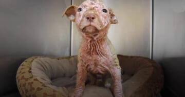 Bald Puppy Becomes 'Peach Fuzz' Baby With Pampering From Mom And Pack