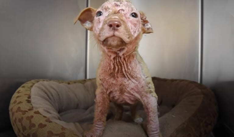 Bald Puppy Becomes ‘Peach Fuzz’ Baby With Pampering From Mom And Pack