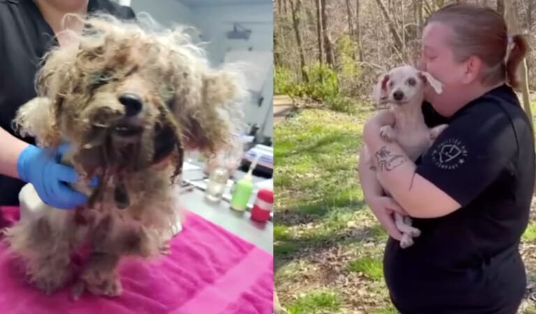 Blind 18-Yr-Old Dog That Went Missing Three Years Ago Smells His Mom’s Skin