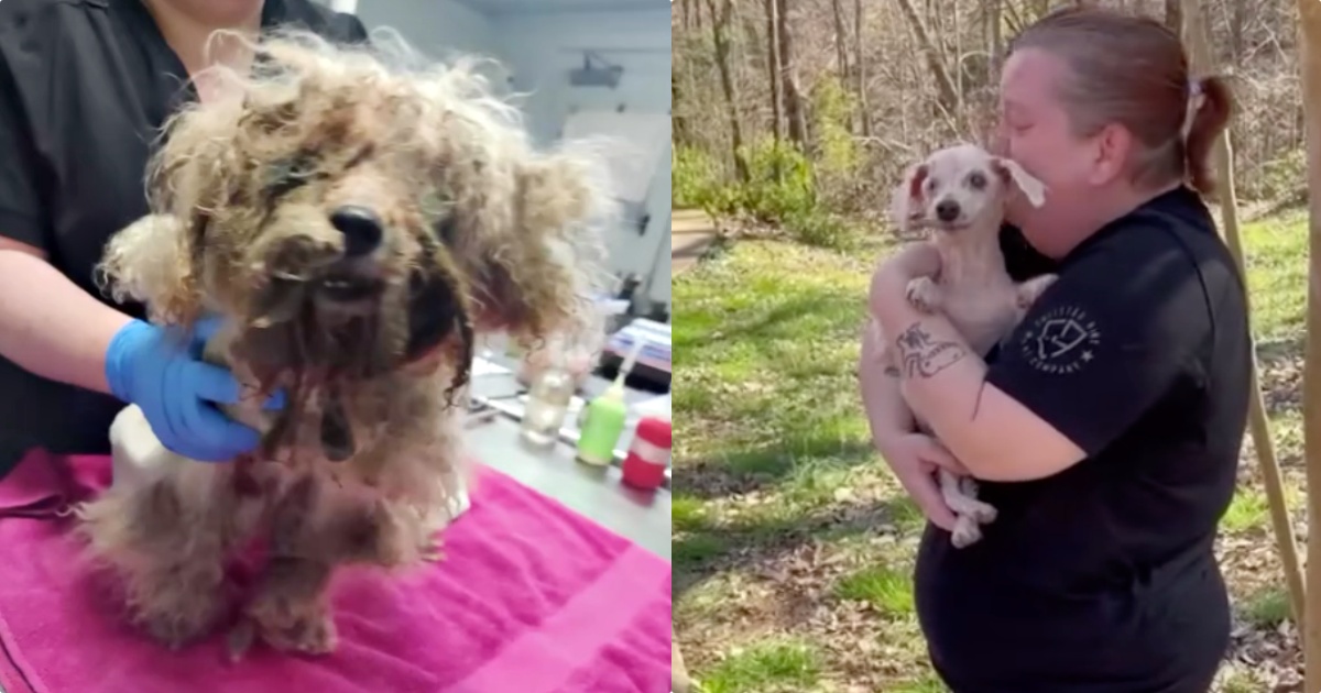 Blind 18-Yr-Old Dog That Went Missing Three Years Ago Smells His Mom's Skin