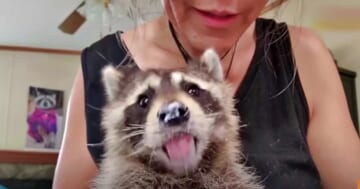Blind Baby Raccoon 'Holds' His Rescue-Mom's Hand When He Eats