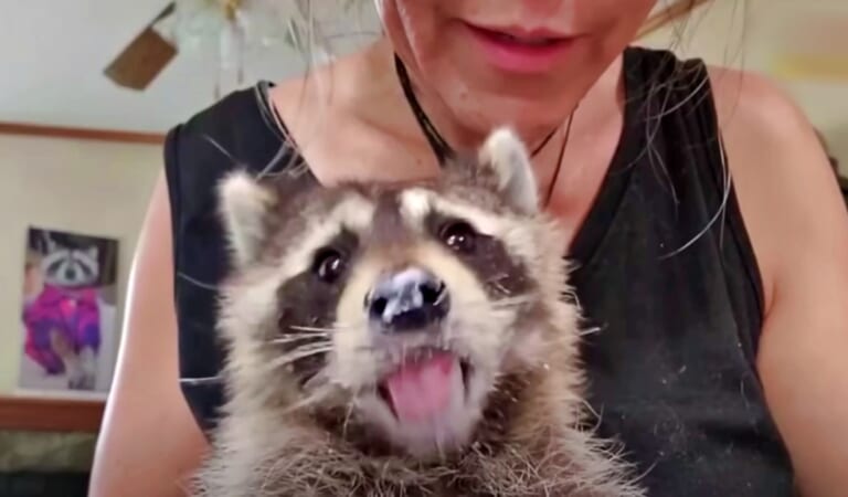 Blind Baby Raccoon ‘Holds’ His Rescue-Mom’s Hand When He Eats