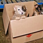 Bus Driver Came To A 'Sudden Halt' When She Saw Puppies 'Poking-Out' Of A Cardboard Box