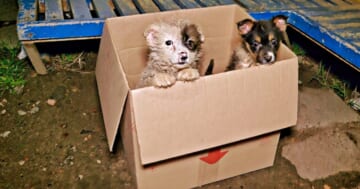 Bus Driver Came To A 'Sudden Halt' When She Saw Puppies 'Poking-Out' Of A Cardboard Box