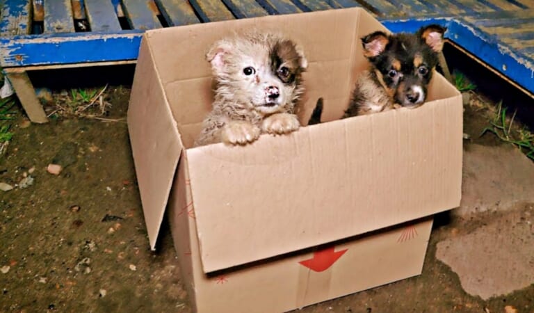 Bus Driver Came To A ‘Sudden Halt’ When She Saw Puppies ‘Poking-Out’ Of A Cardboard Box