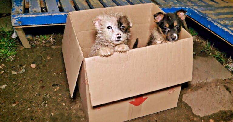 Bus Driver Comes To Halt When He Sees Puppies 'Poking Out' Of Cardboard Box