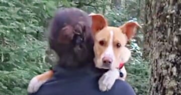 Clingy Stray Trails Hiker For 4-Miles, Just Wishing He Could Call Her 'Mom'