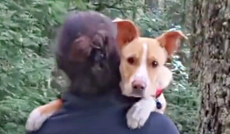 Clingy Stray Trails Hiker For 4-Miles, Just Wishing He Could Call Her ‘Mom’