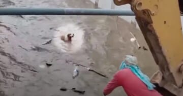 Crew Member Lowered Into Canal To Catch A Dog Being Swept Away