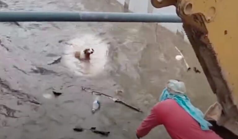 Crew Member Lowered Into Canal To Catch A Dog Being Swept Away