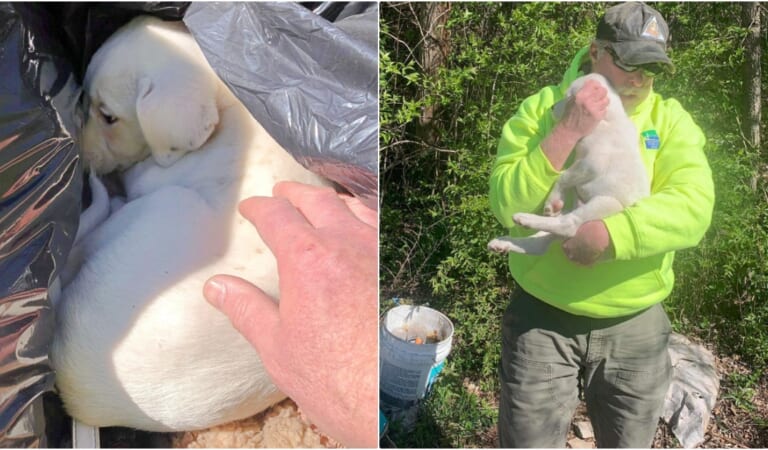 Crew Member Sees Puppy Sleeping In Rubbish & Knows It’s Meant To Be