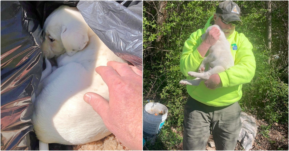 Crew Member Sees Puppy Sleeping In Rubbish & Knows It's Meant To Be