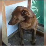 Depressed Dog Was Alone At Shelter For 2-Years, 'Recognized' A Familiar Smell